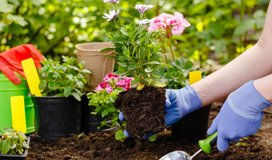Get Best Quality Cocopeat for your Home Gardening in Quatre Bornes